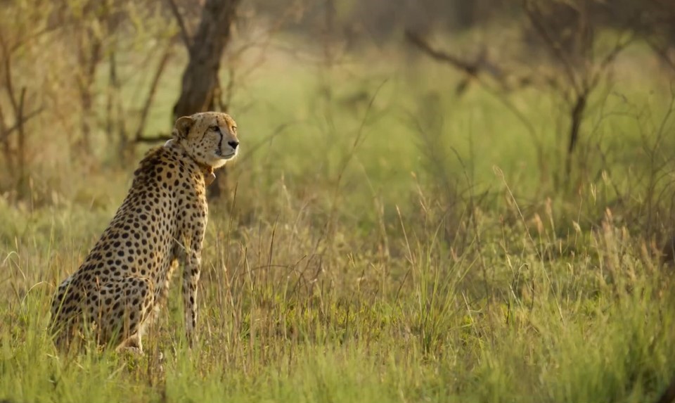 Madhya Pradesh Govt Denies Information on Project Cheetah Under RTI Act