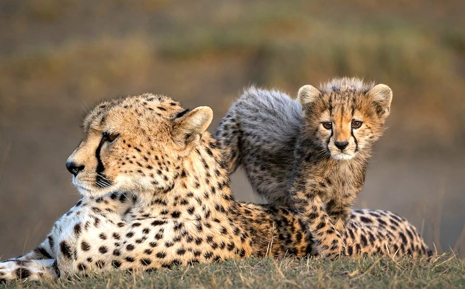 Fifth Cheetah Cub Dies in Madhya Pradesh’s Kuno National Park