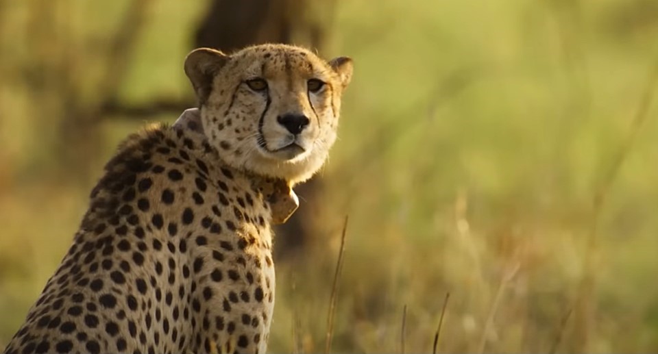 Another Adult Cheetah Found Dead in Kuno