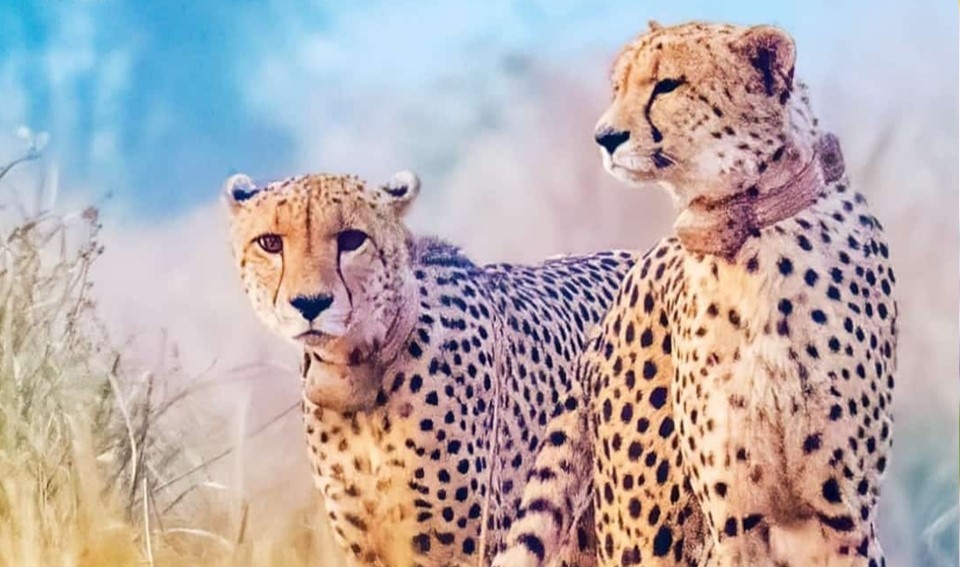 Project Cheetah Audit Highlights ‘Unjustified’ Expenses, Coordination Issues