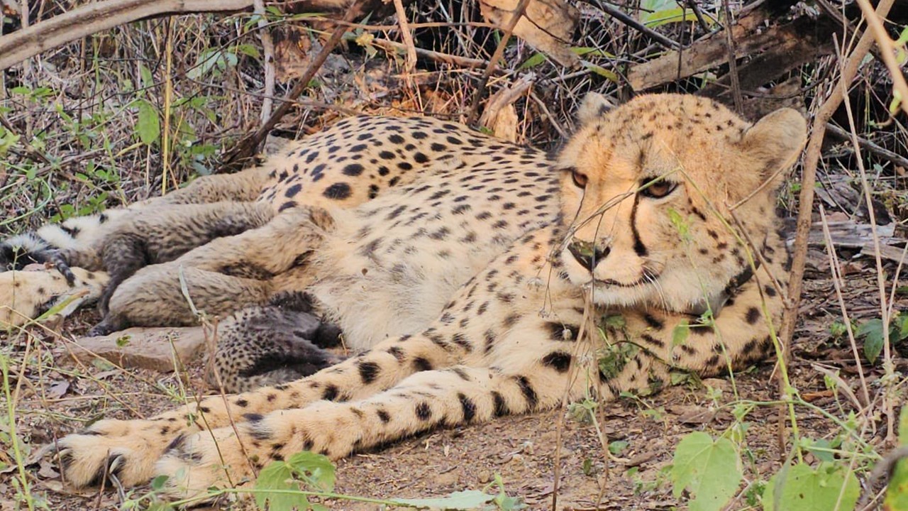 India-Born Cheetah Mukhi Gives Birth To Five Cubs At Kuno National Park