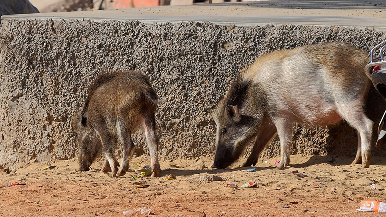 A New Tool to Spiral Hate Politics: ‘Pigs as Pets’