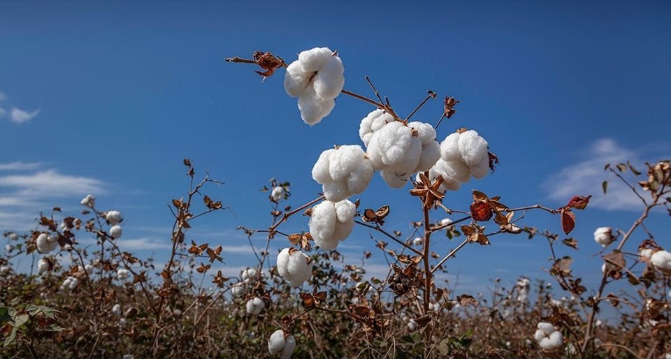 The Ruin of Cotton Farmers: Who Stands to Gain?