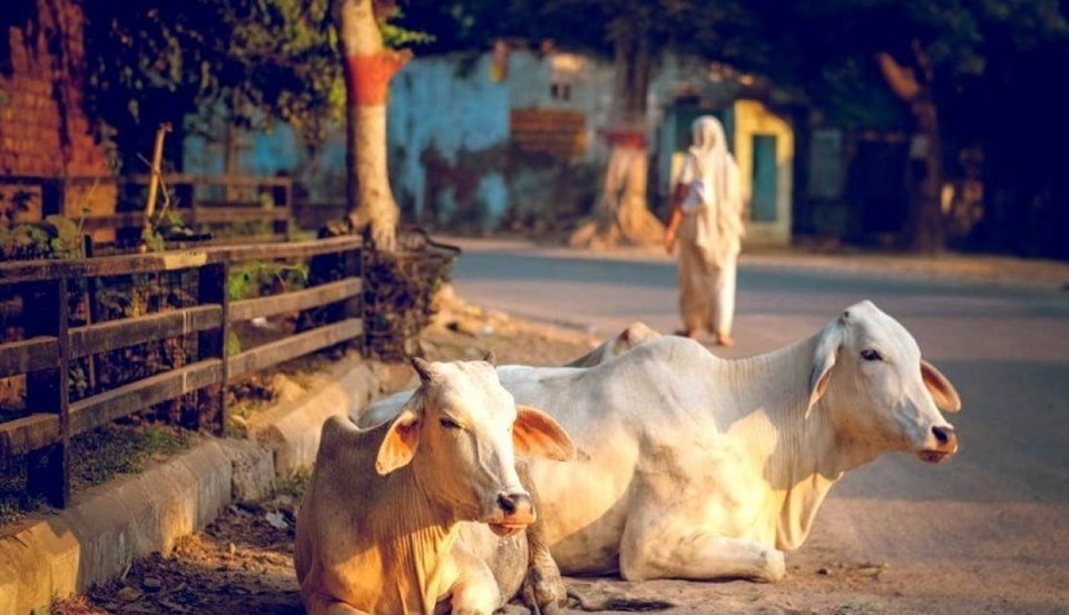 Madhya Pradesh Govt Diverts SC/ST Sub-Plan Funds for Cows Welfare, Religious Sites