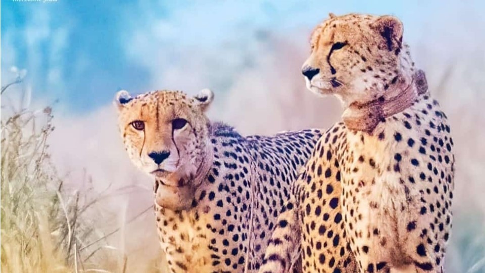 Kuno Cheetahs to Roam Free Again by October-End