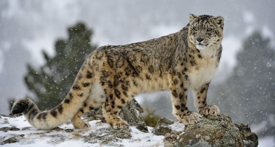 Arunachal Pradesh Home to 36 Snow Leopards, First Scientific Survey Reveals