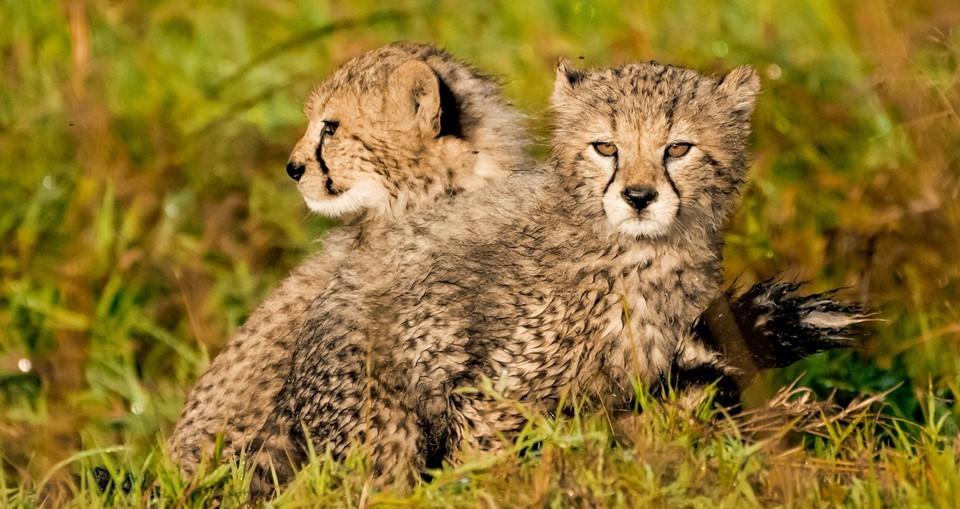 Two Cheetah Cubs Die Days After Birth at Kuno National Park