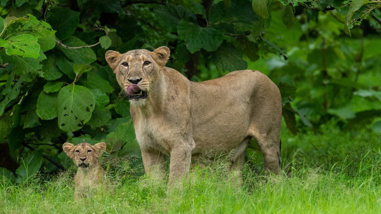 Gujarat Reports 286 Lion Deaths in Two Years, Including 143 Cubs