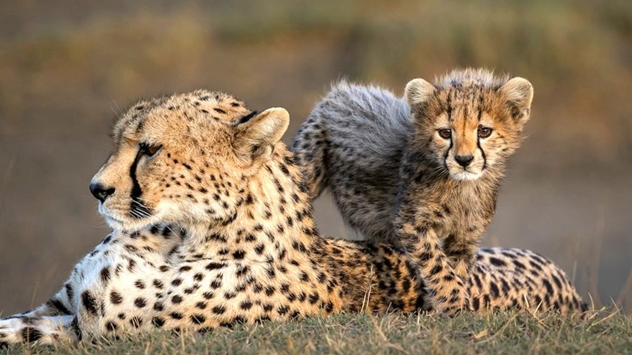 Cheetah, Cubs Attacked by Villagers in MP; Raising Concerns Over Project Cheetah