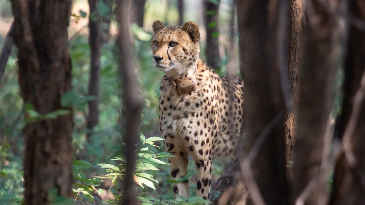 Some Cheetahs from Kuno Likely to be Relocated to Gandhi Sagar Sanctuary Amid Prey Shortage Concerns