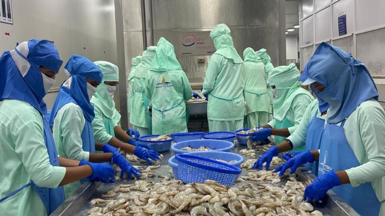 US Tariffs Hit India’s Seafood Exports; Shrimp Shipments to Fall Sharply