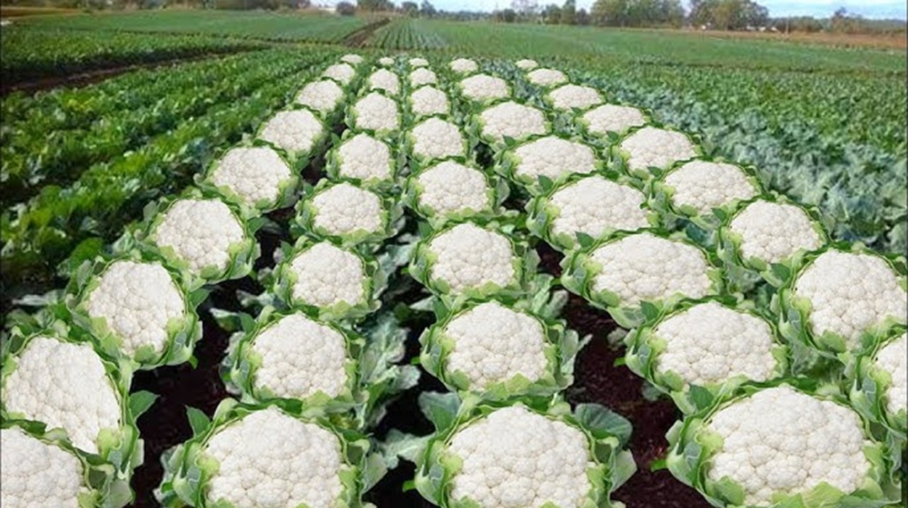 Assam Minister Sparks Outrage With Post Using Coded Call for Anti-Muslim Violence