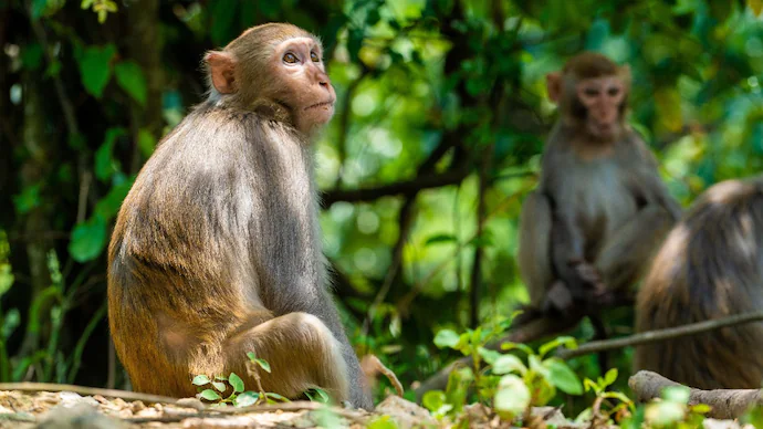 Surge in Monkey Attacks Prompts Ahmedabad’s First Scientific Census Drive