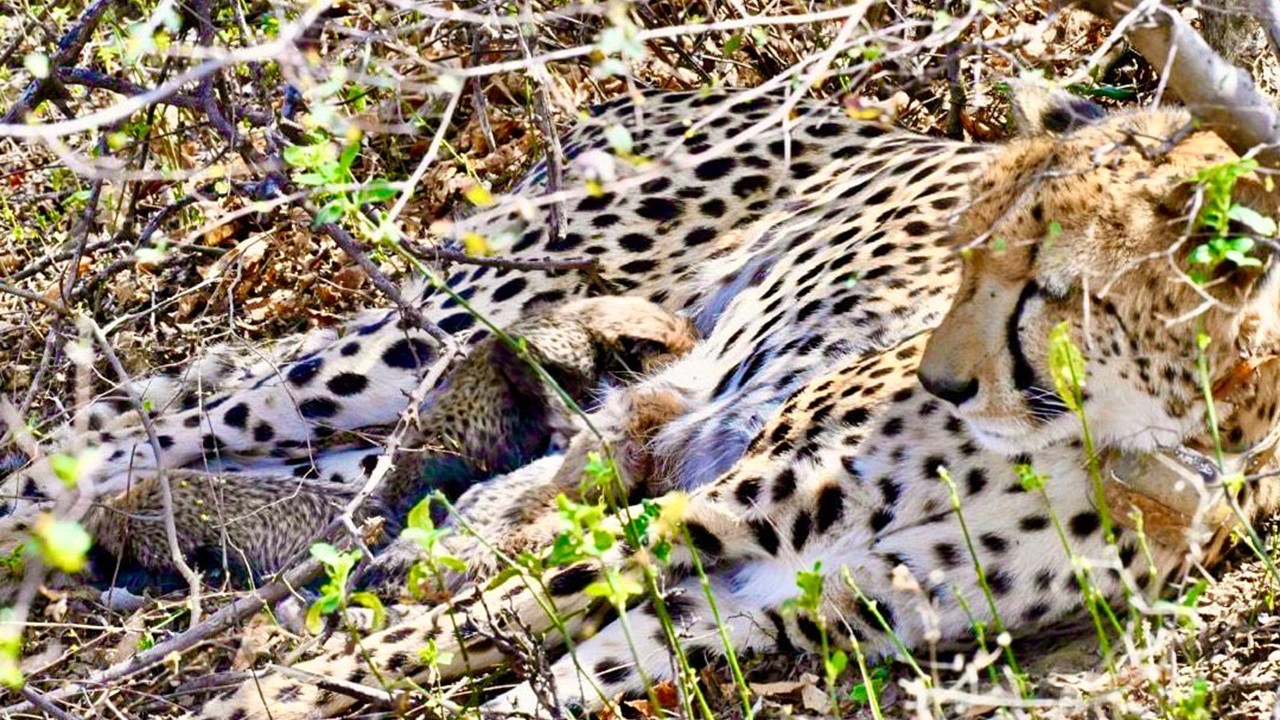 Four Cheetah Cubs Found Dead at Kuno National Park in Suspected Predator Attack