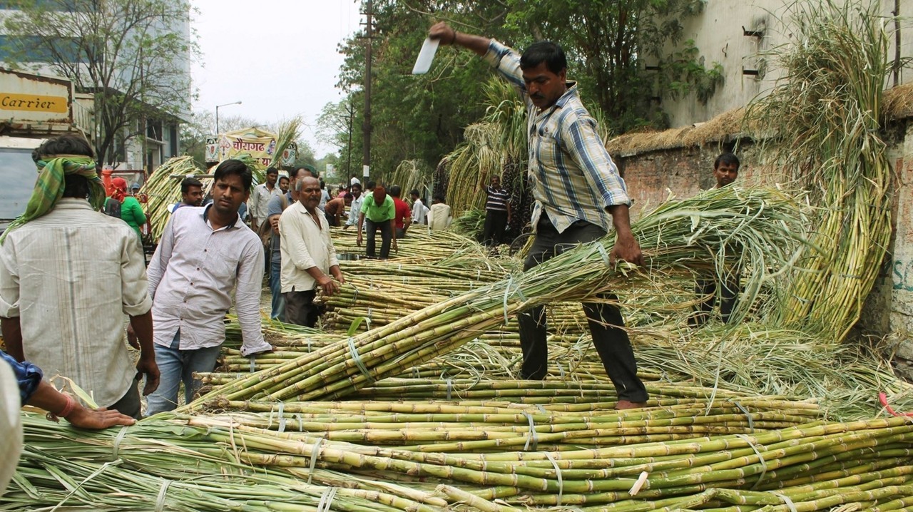 After a Decade, India Turns to Sugar Imports as Prices Soar